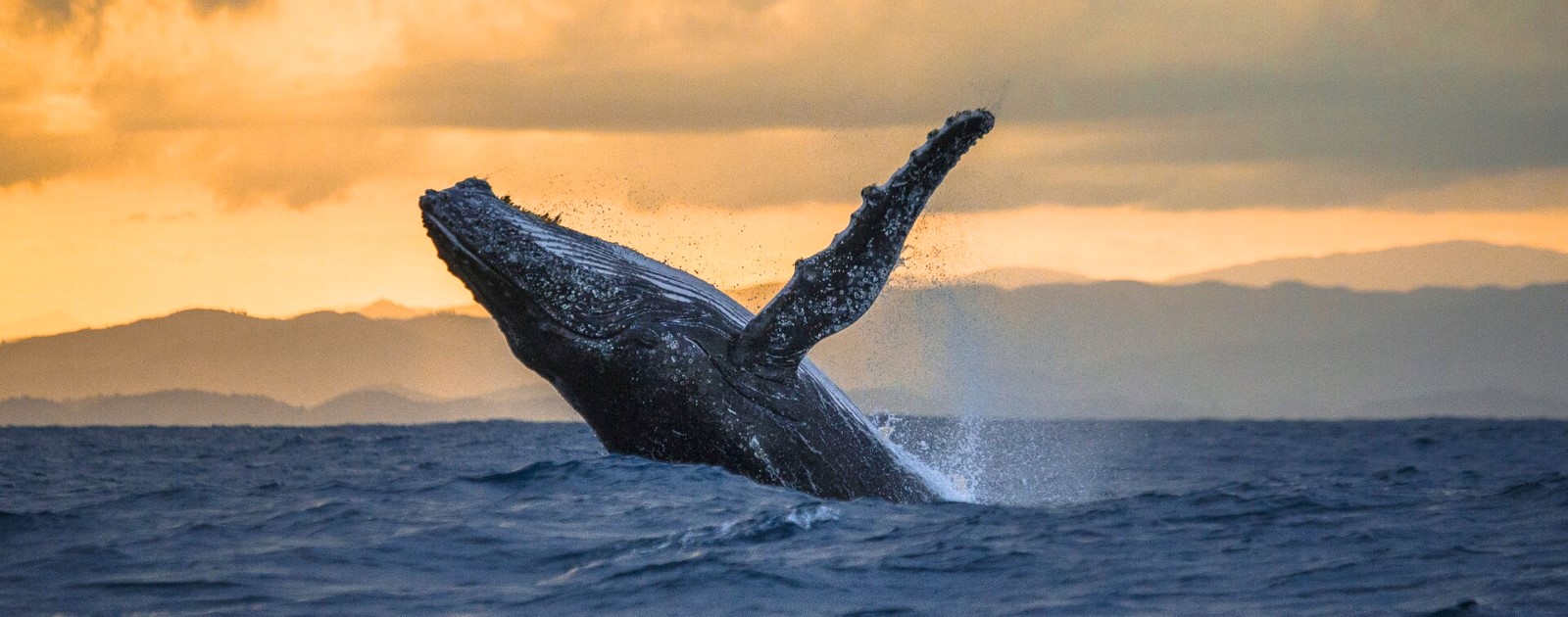 La baleine l Faune de Norvège Hurtigruten